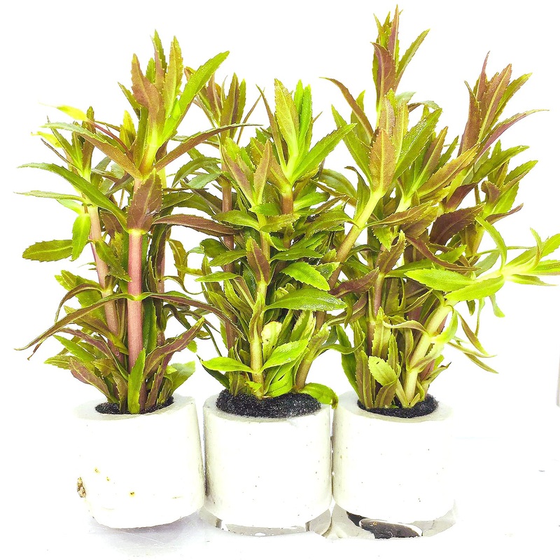 Limnophila aromatic (1 POT)