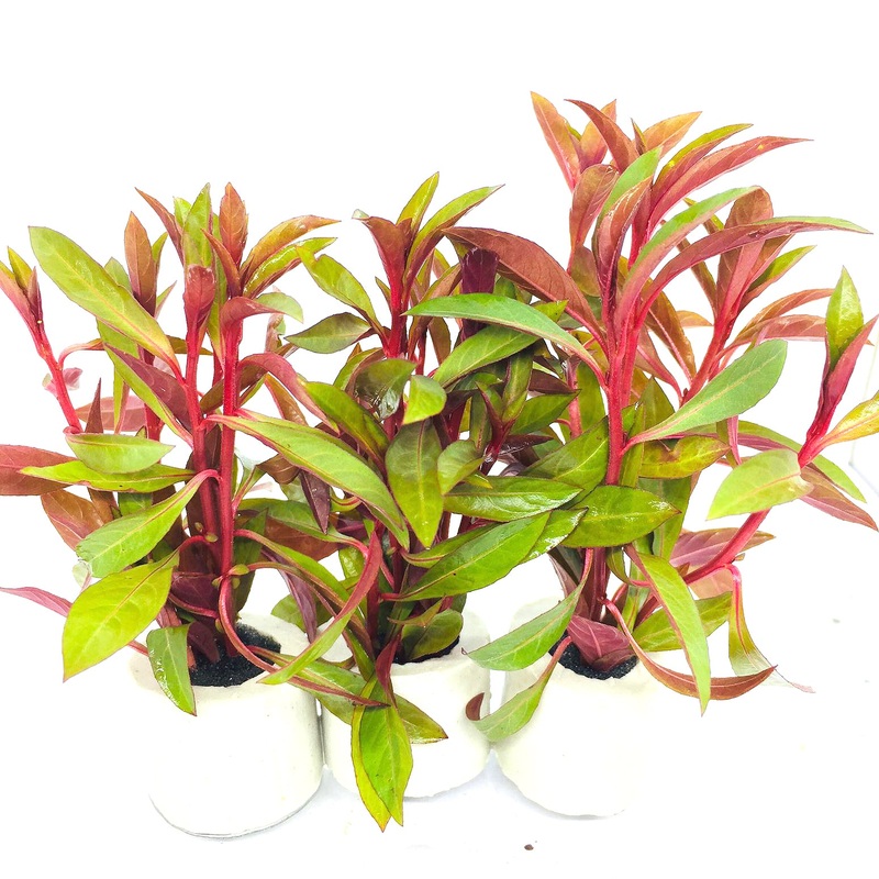 Ludwigia glandulosa (1 POT)