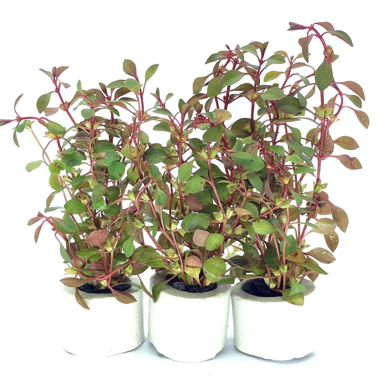 Ludwigia Super Red (1 POT)
