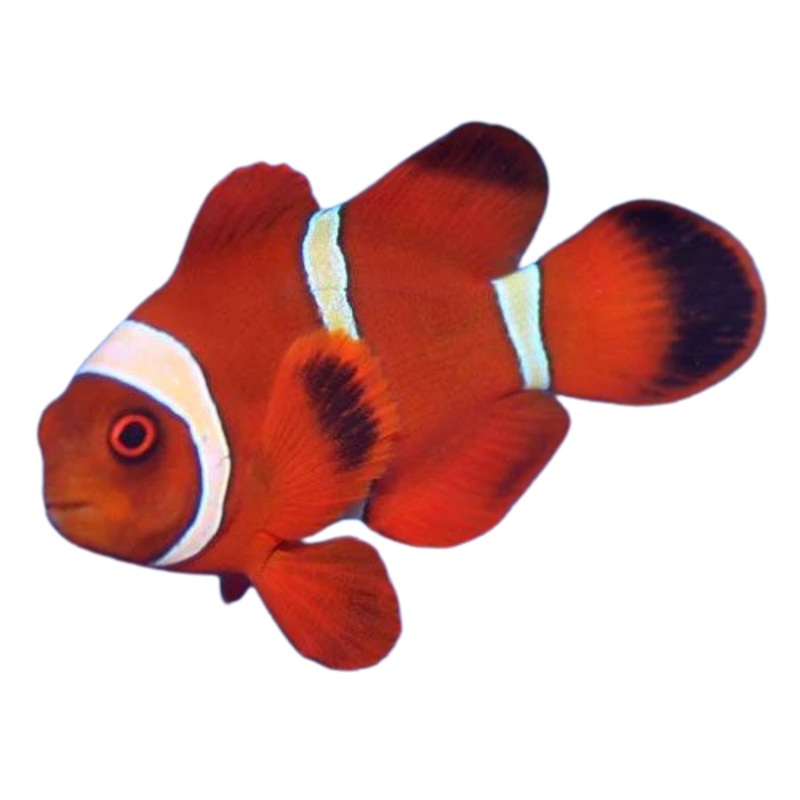 Maroon Clownfish L