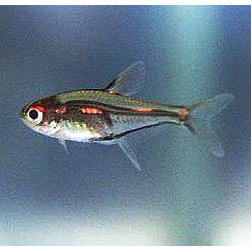 Morse Code Tetra