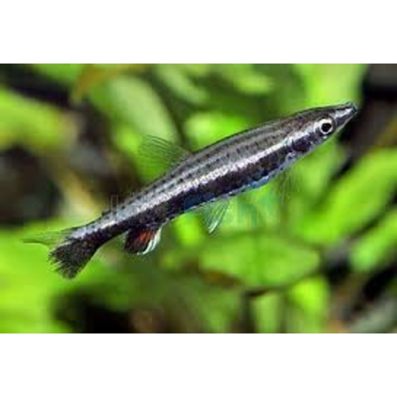 Nannostomus eques (Rocket Pencil fish)