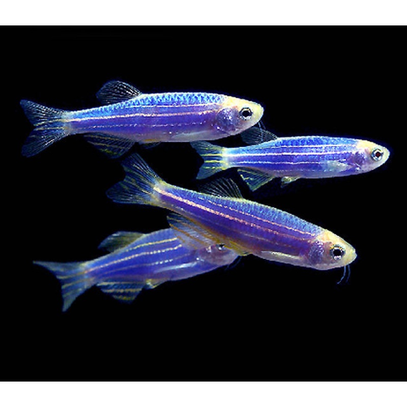Neon Danio (Blue)