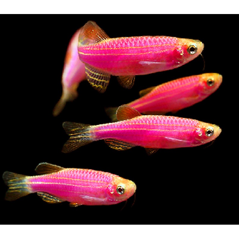 Neon Danio (Red)