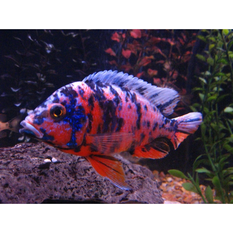 OB Peacock Cichlid 2
