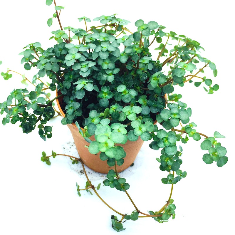 Pilea glaucophylla (8.5cm pot)