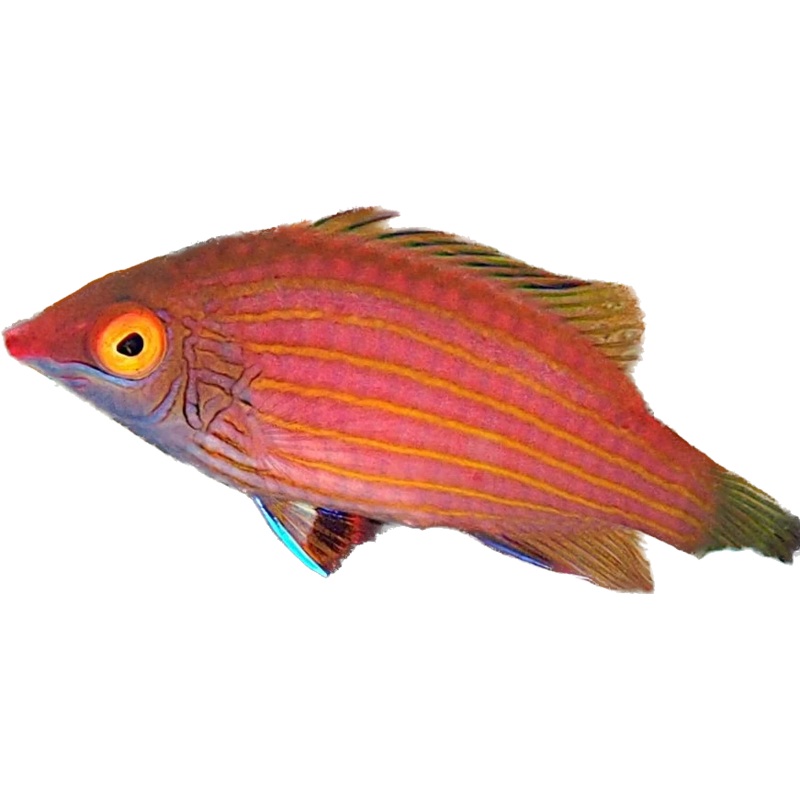 Pink Streaked Wrasse
