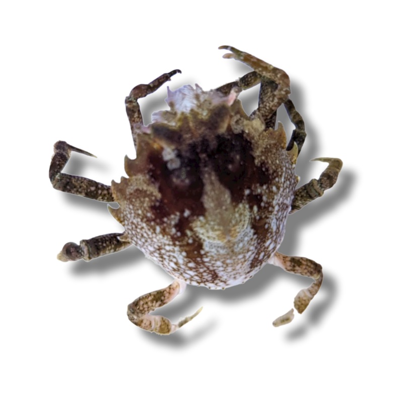 Pitho Crab