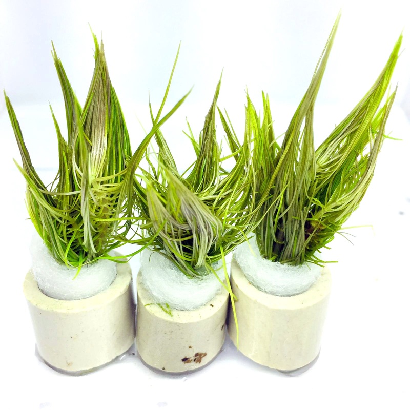 Pogostemon erectus (1 POT)