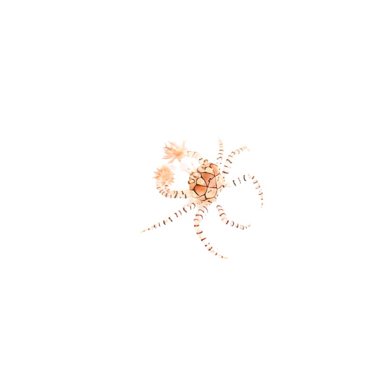 Pom Pom Anemone Crab