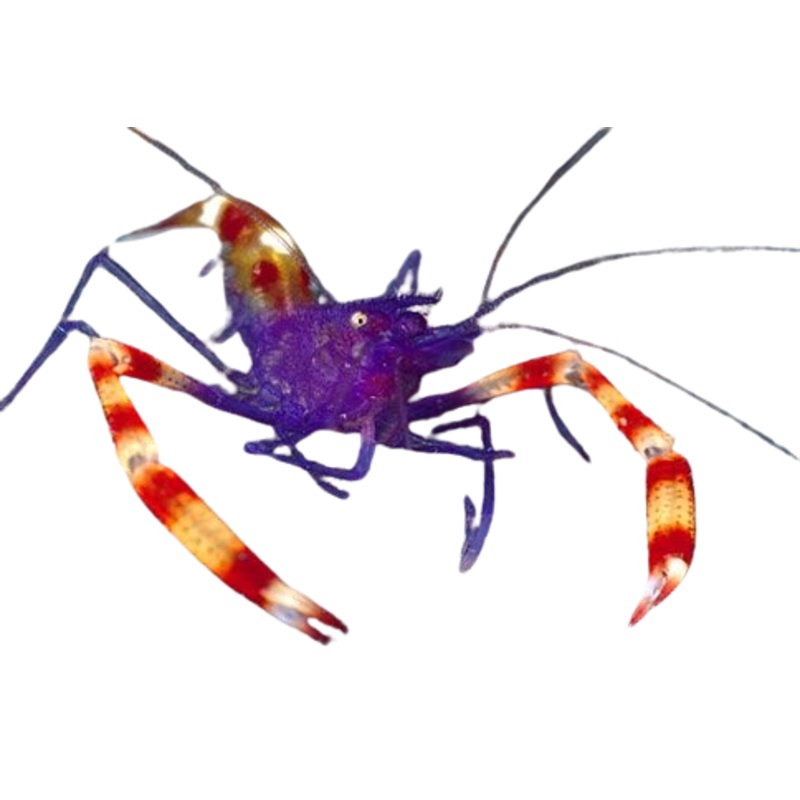 Purple Coral Banded Shrimp