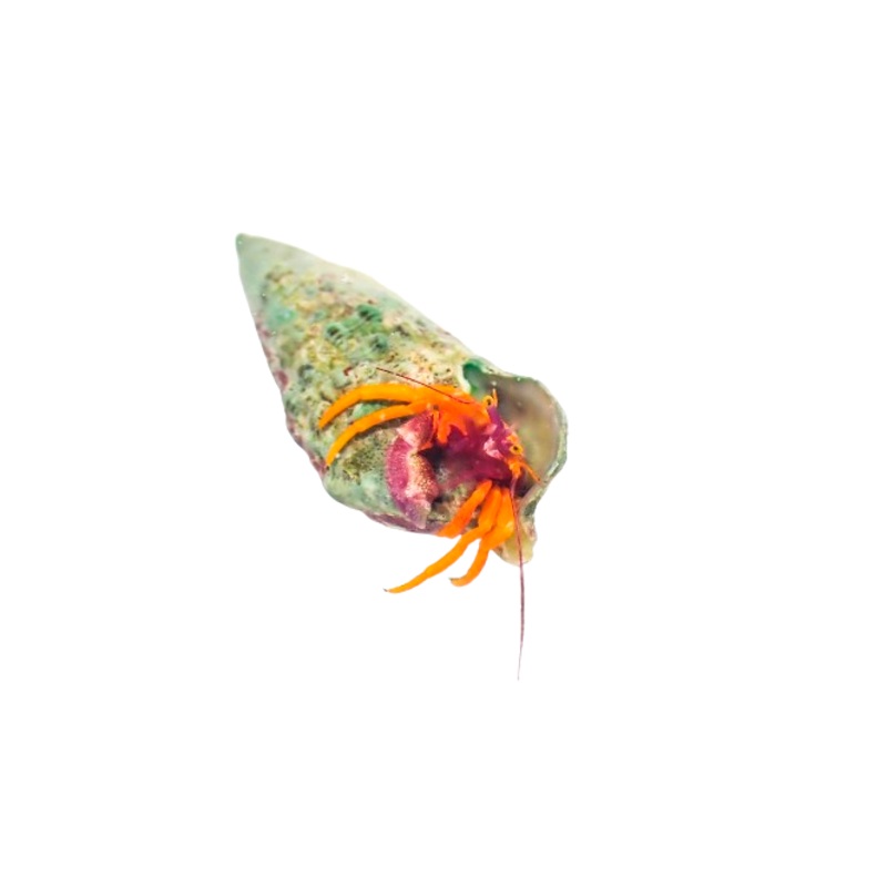 Purple Polka Dot Hermit/Purple Claw Orange Hermit