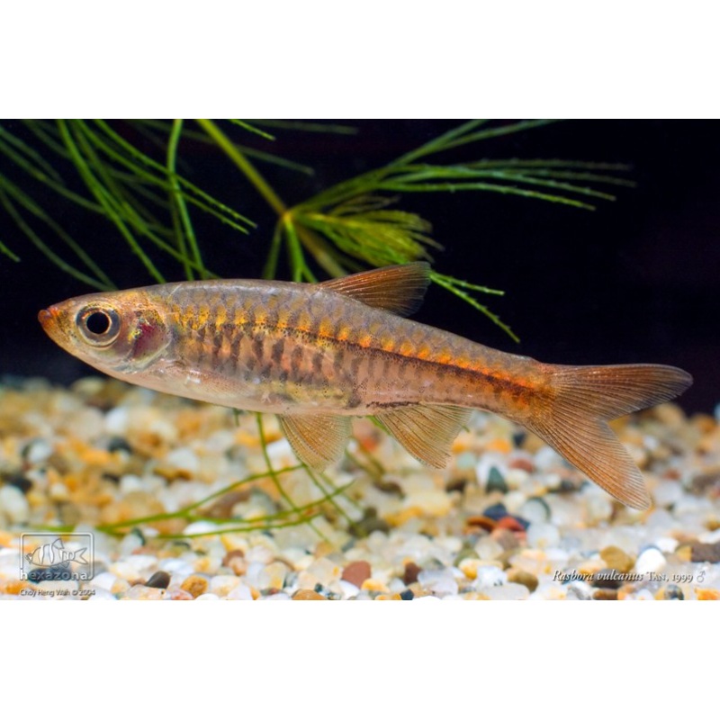 Rasbora vulcanus
