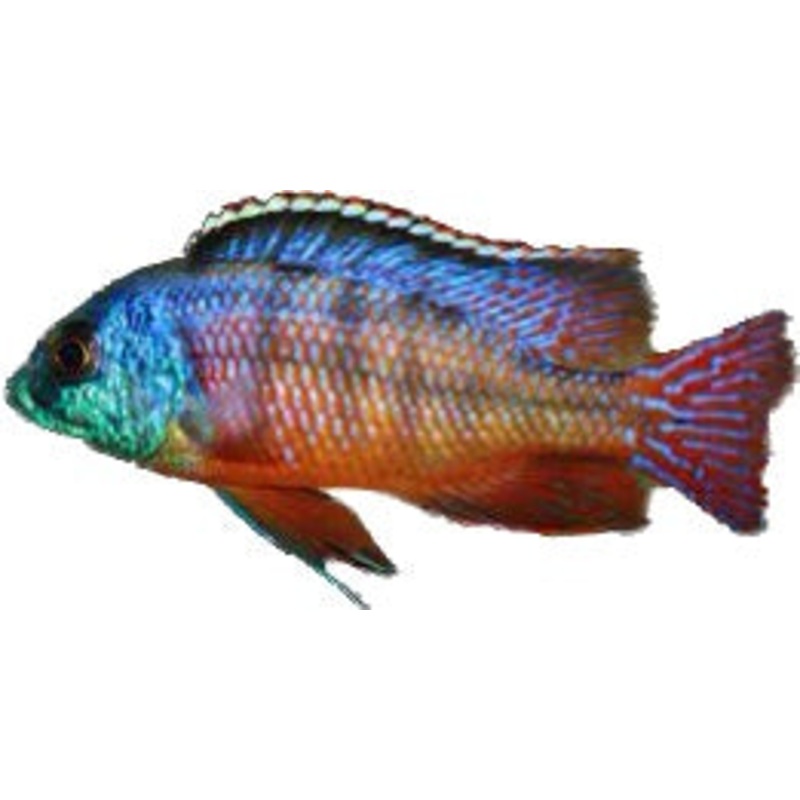 Red Empress (Protomelas taeniolatus)