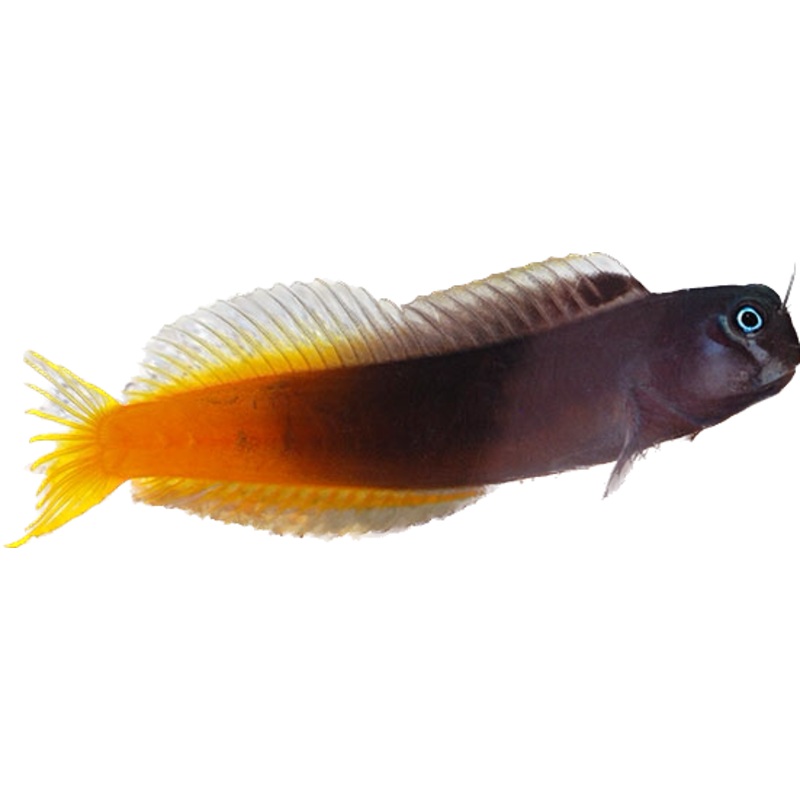 Red Tail Blenny