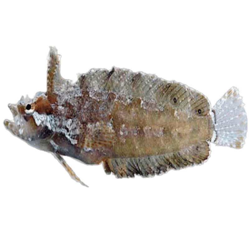 Rhino Blenny