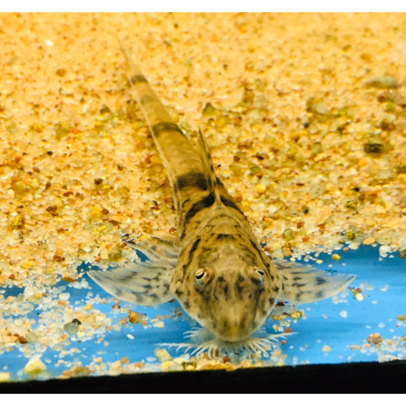 Rineloricaria fallax (4" long / Thin Body)