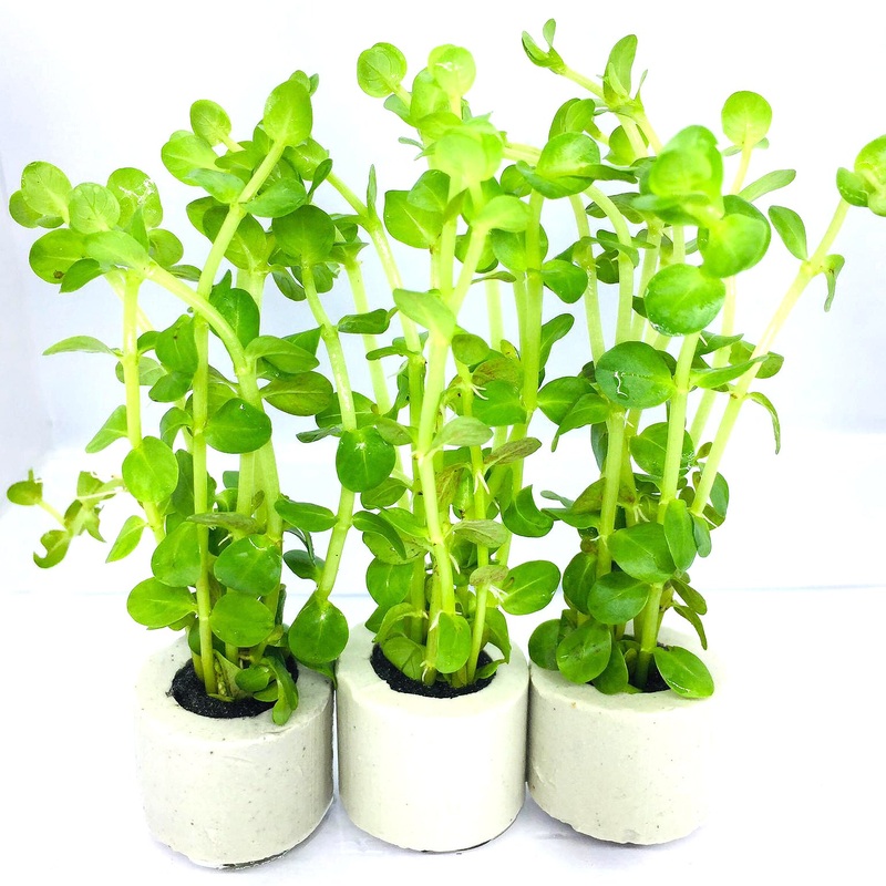 Rotala green (1 POT)