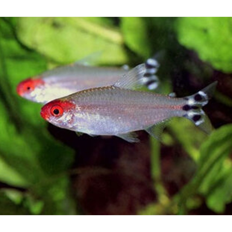 Rummy Nose Tetra