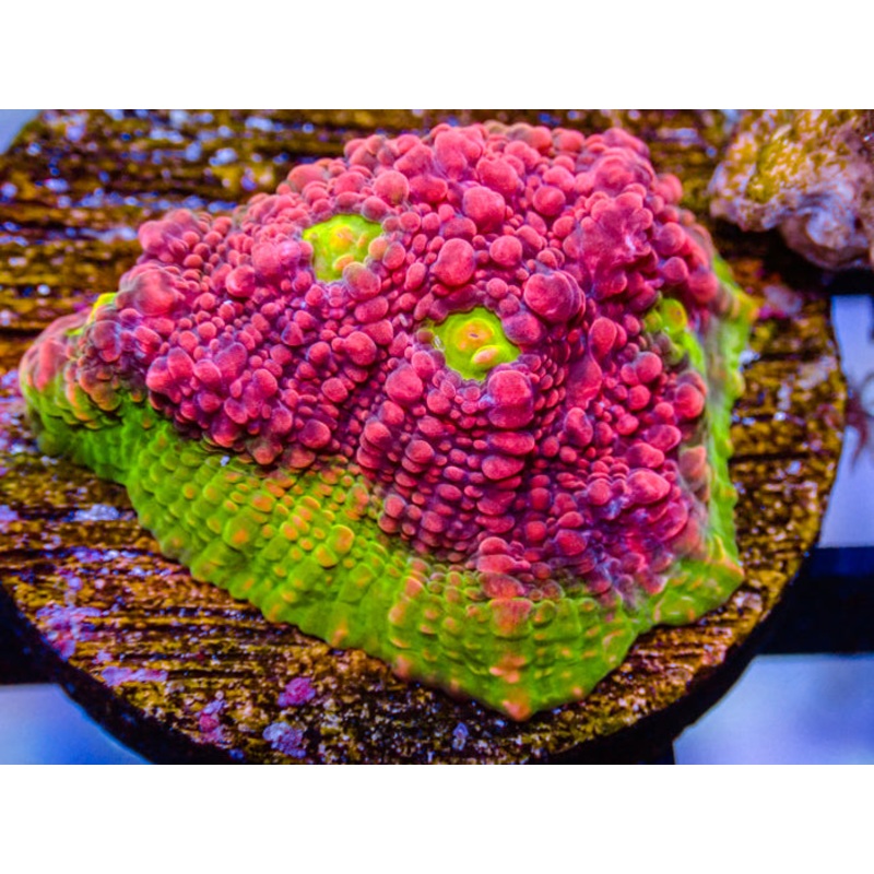 RW Watermelon Chalice Frag