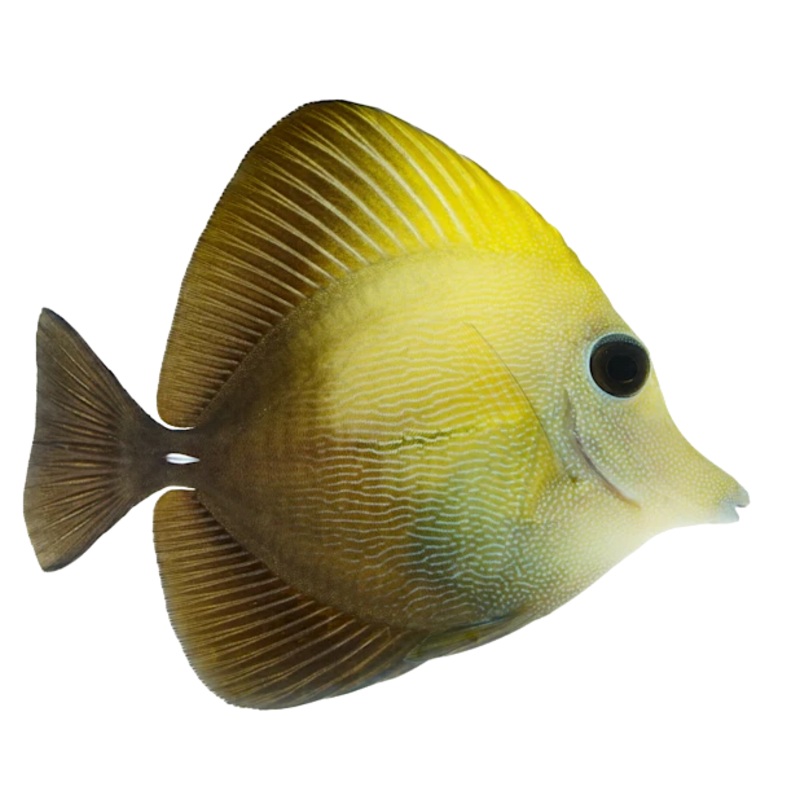 Scopas Tang M