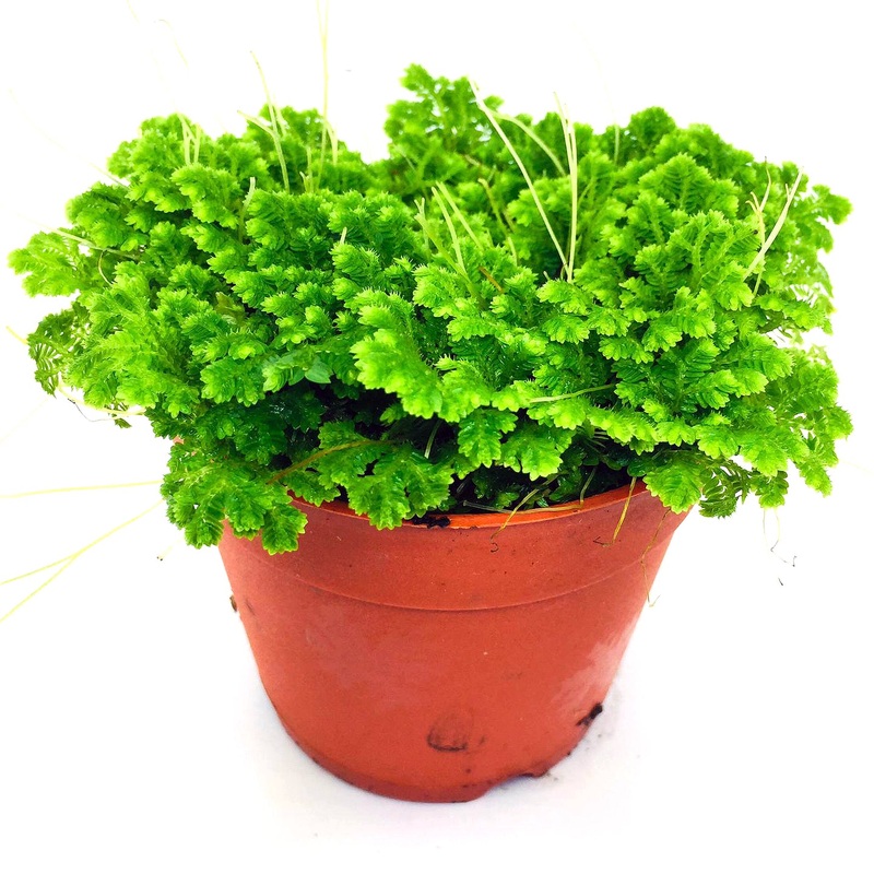 Selaginella Jori (8.5cm pot)