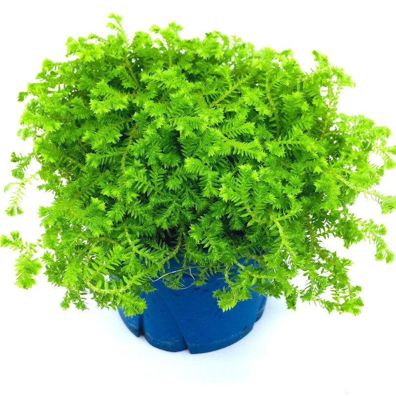 Selaginella kraussiana (10.5cm pot)