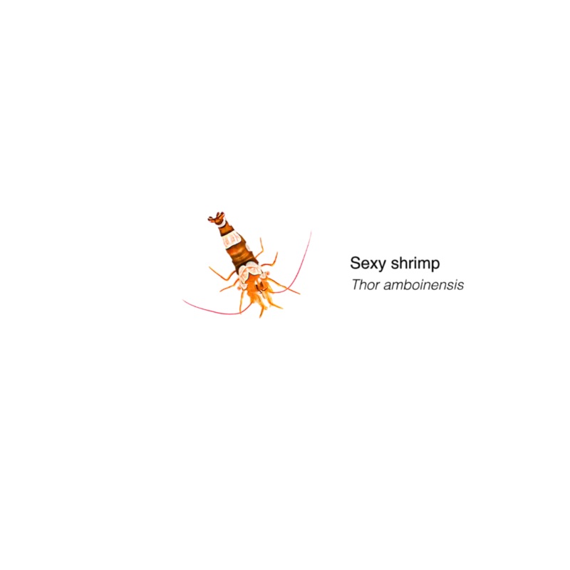 Sexy Shrimp