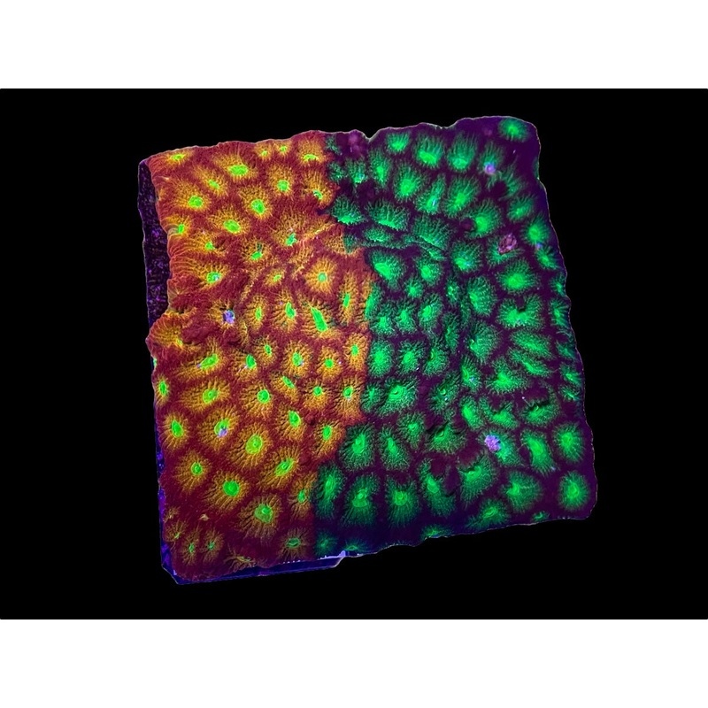 SR Mighty Max Grafted Favia