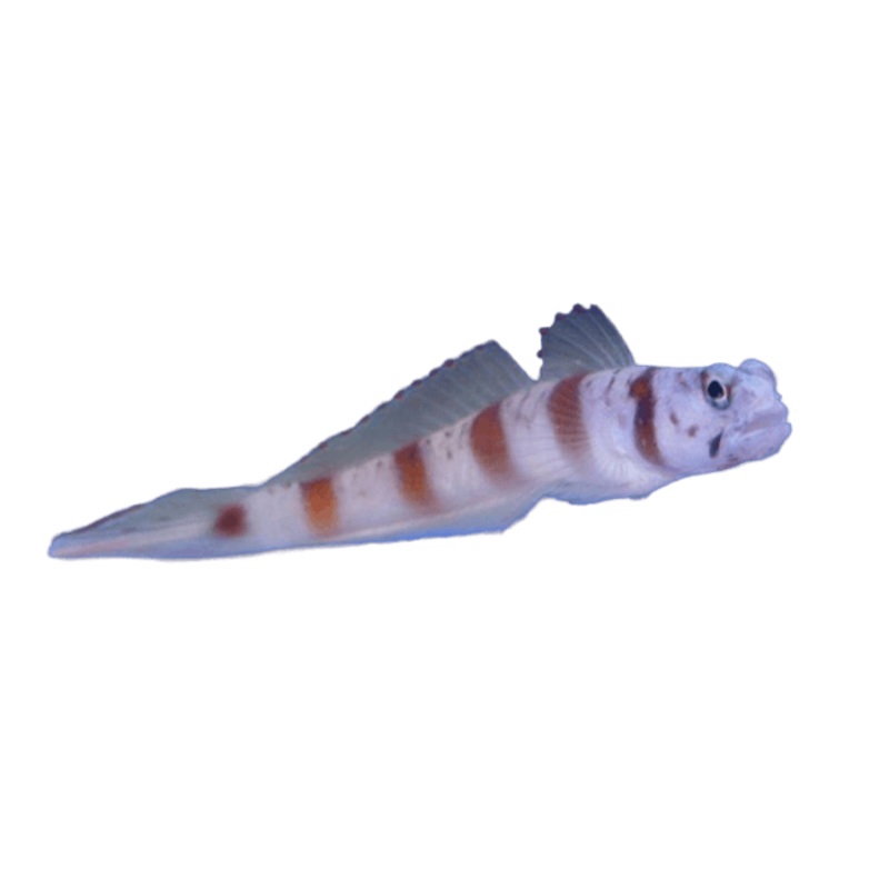 Steinitz Goby