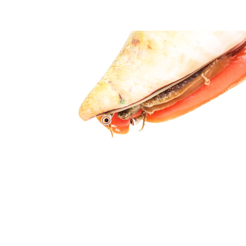 Strawberry Conch M