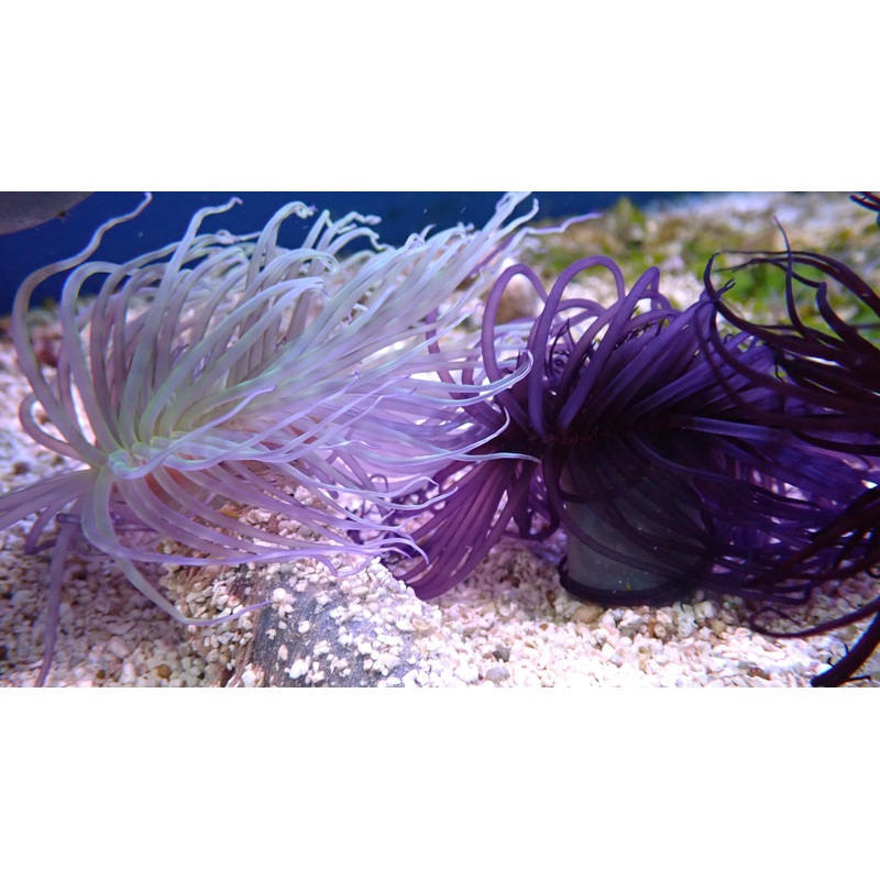 Tube Anemone - Dark Purple