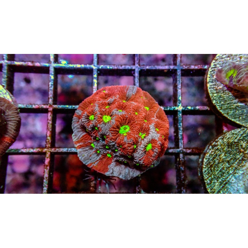 War Coral - Red and Purple