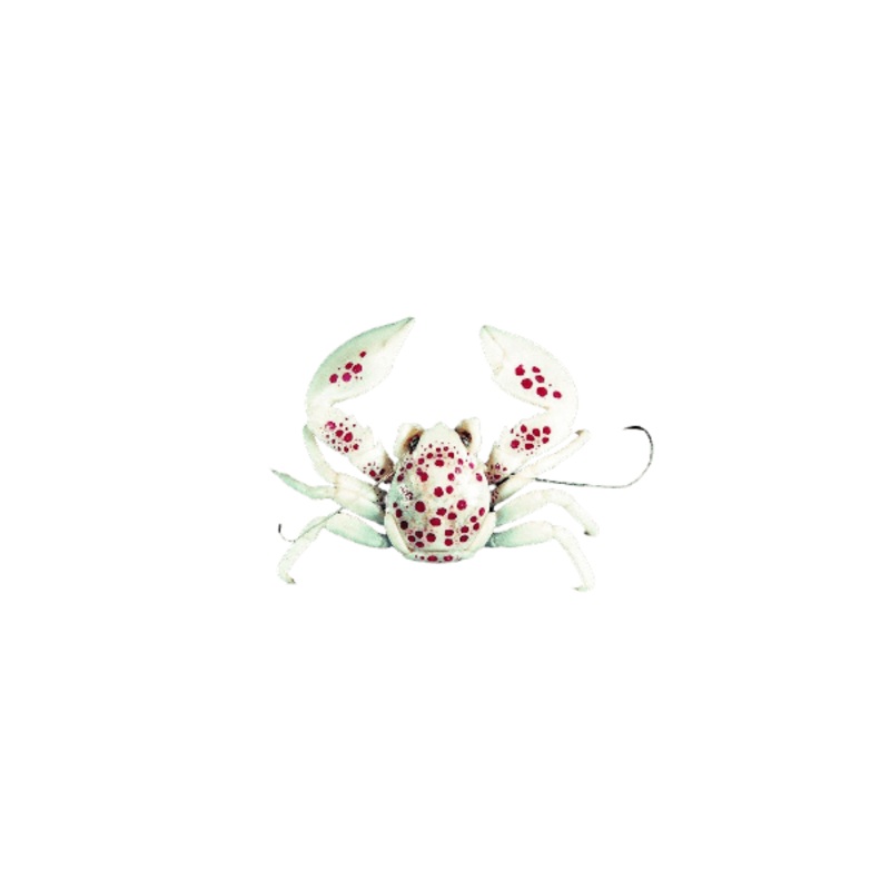 White Porcelain Anemone Crabs