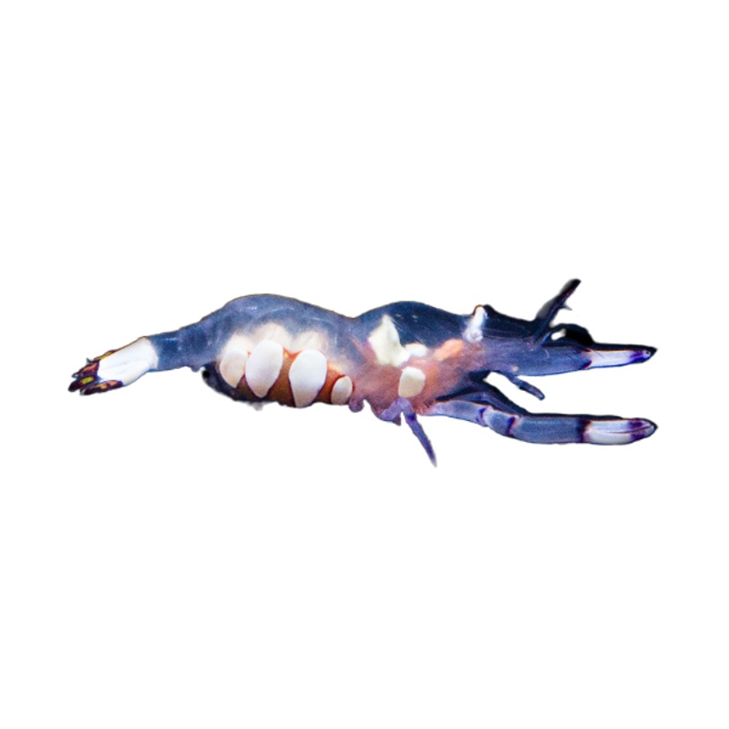 White Spot Anemone Shrimp
