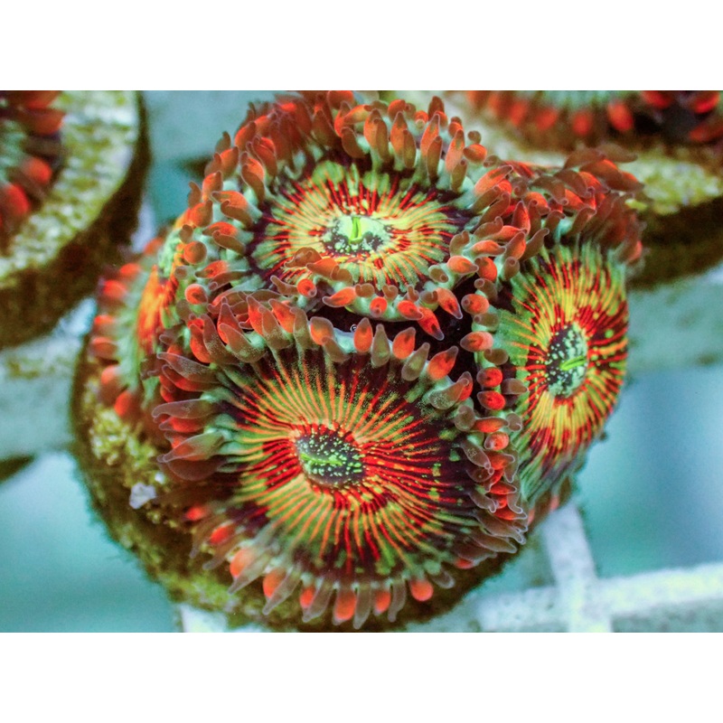 White Zombie Zoa Frag