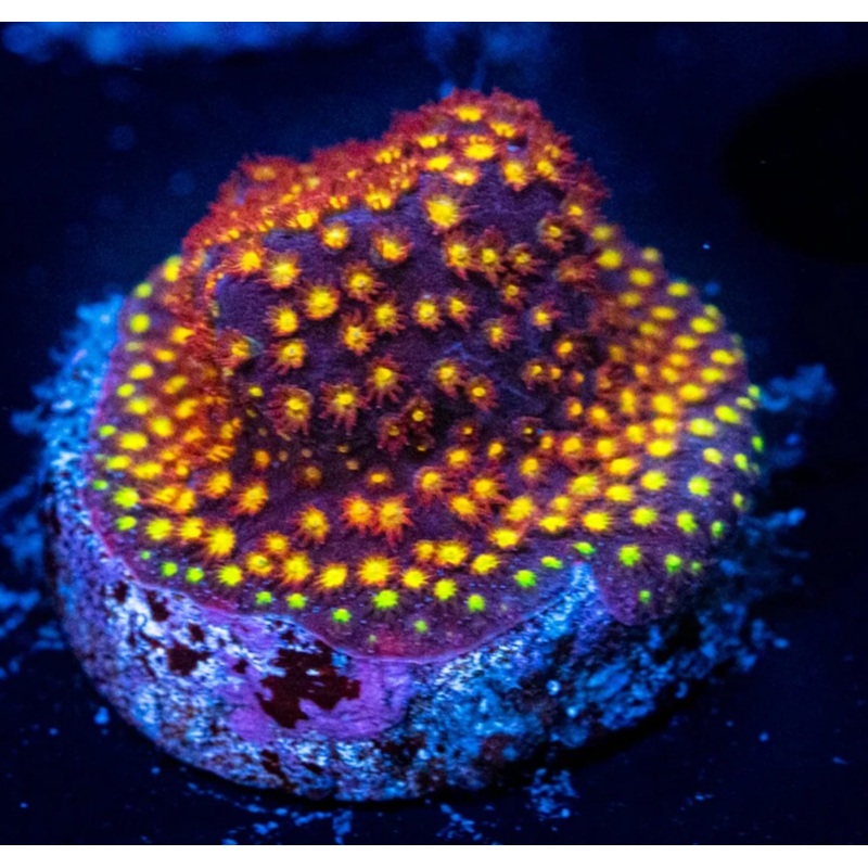 WWC Space Jam Stylocoeniella Frag