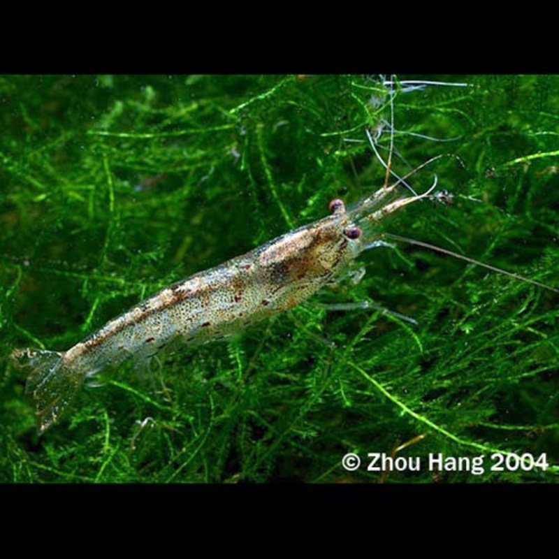 Yamato Shrimp (1 pc)