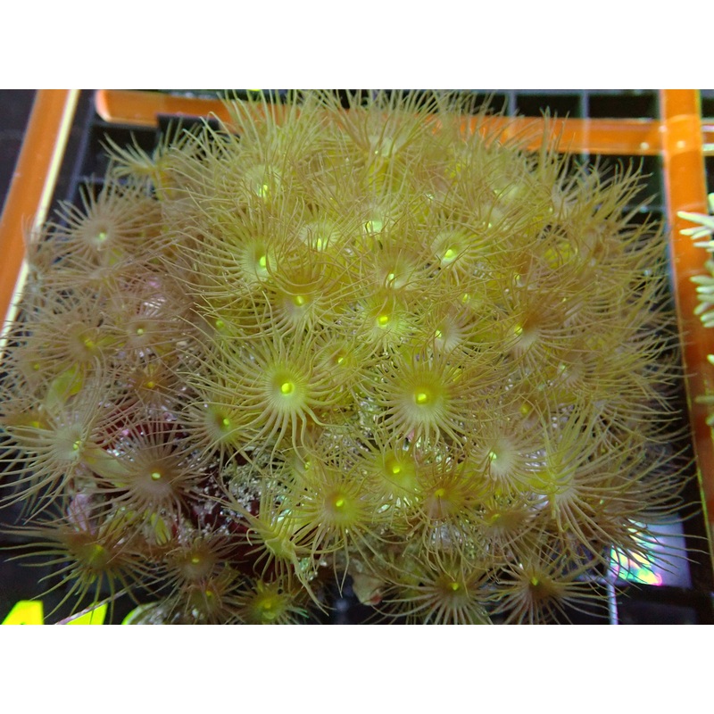 Yellow Polyp Frag