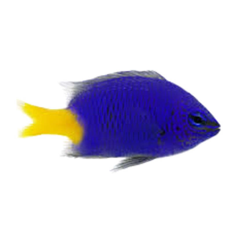 Yellow Tail Damsel