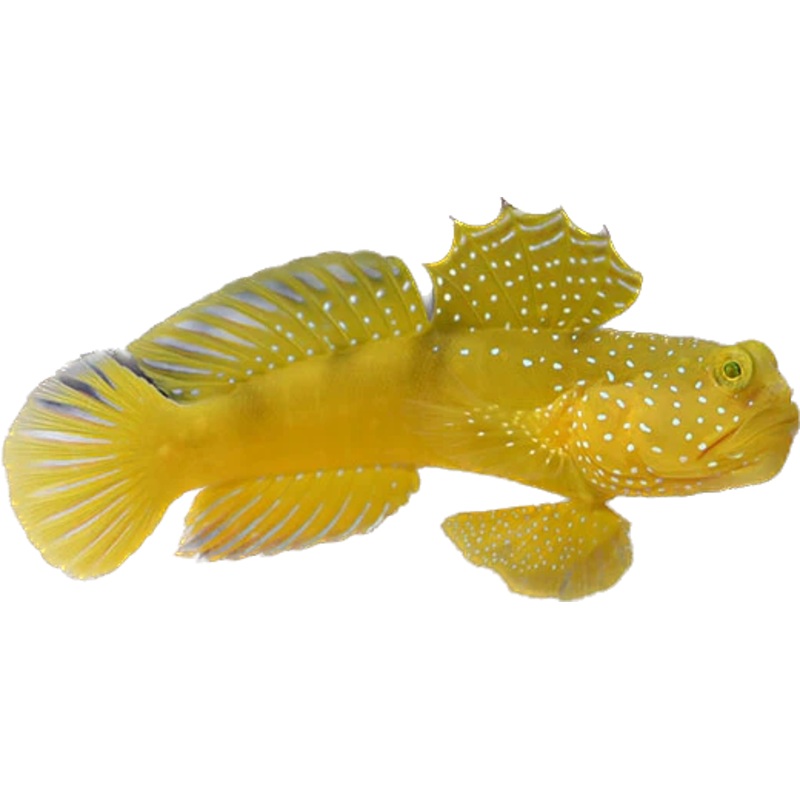 Yellow Watchman Goby L