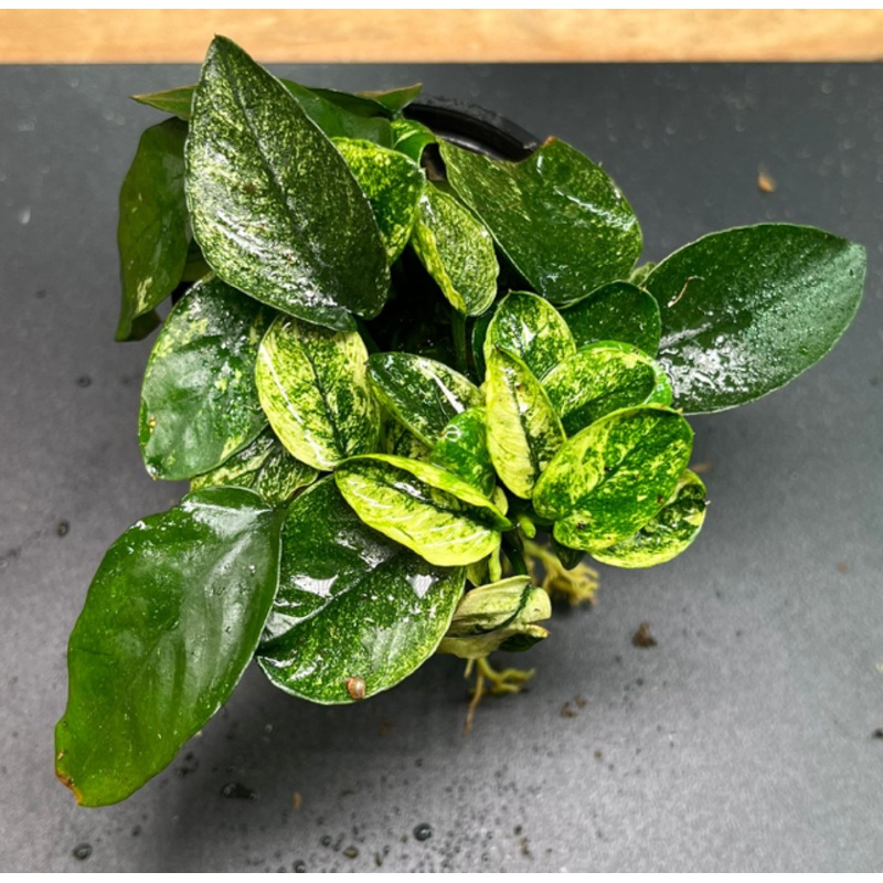 Anubias barteri nana variegated (1 POT)