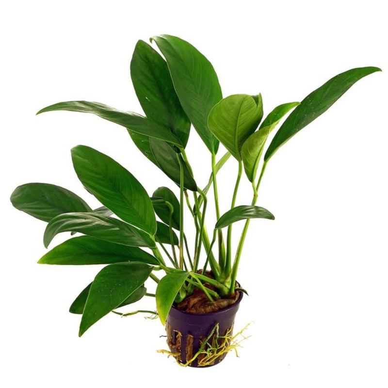 Anubias barteri var. angustifolia (1 POT)