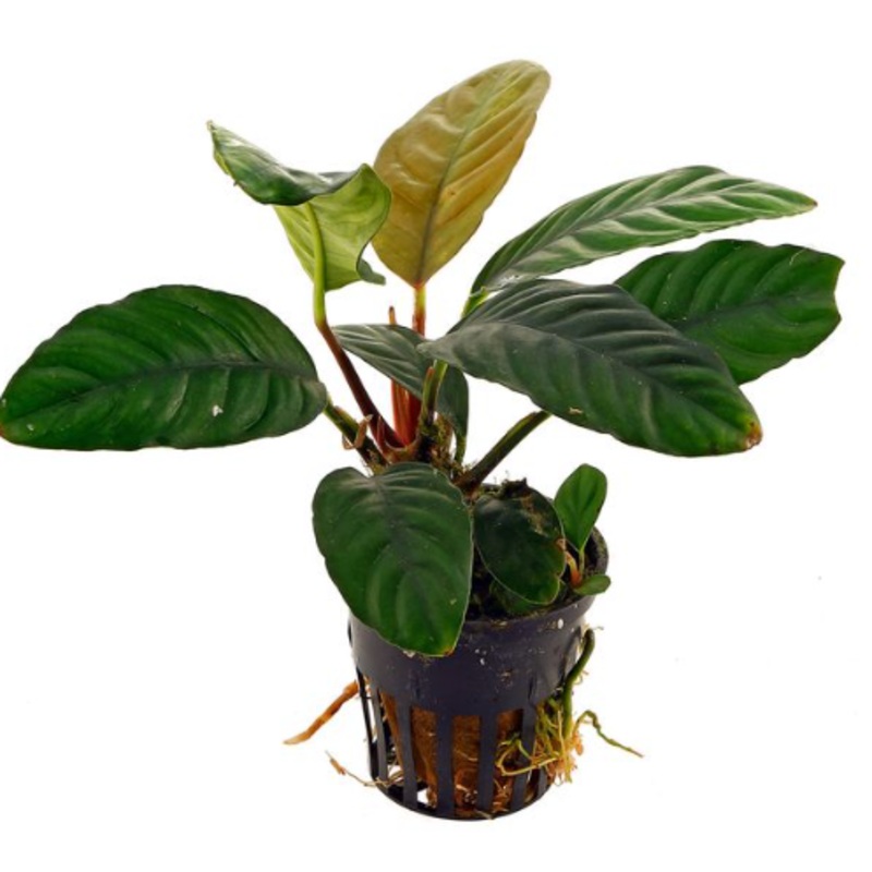 Anubias coffeefolia (1 POT)