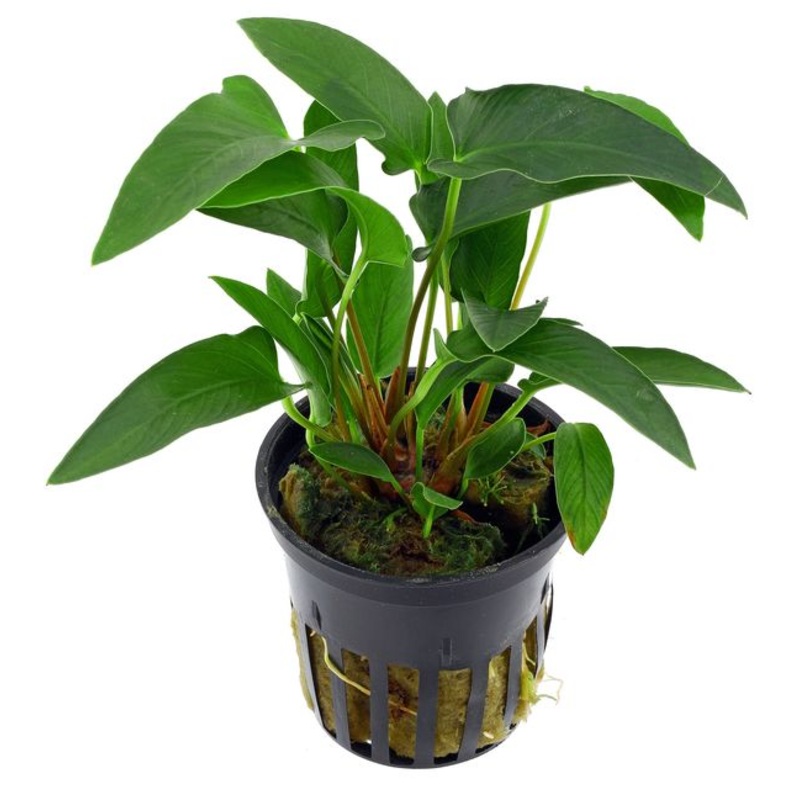 Anubias gracilis (1 POT)
