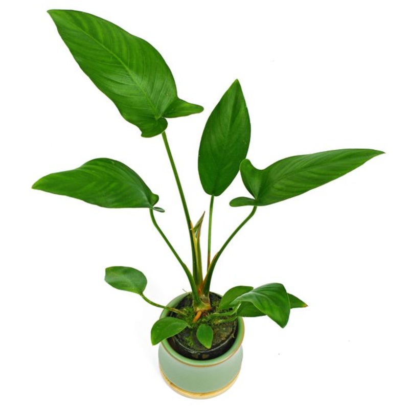 Anubias hastifolia (1 POT)
