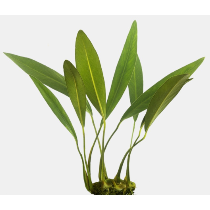 Anubias heterophylla lanceolata (1 POT)