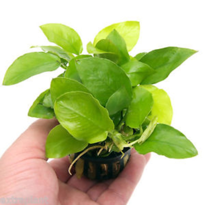 Anubias nana Golden (1 POT)