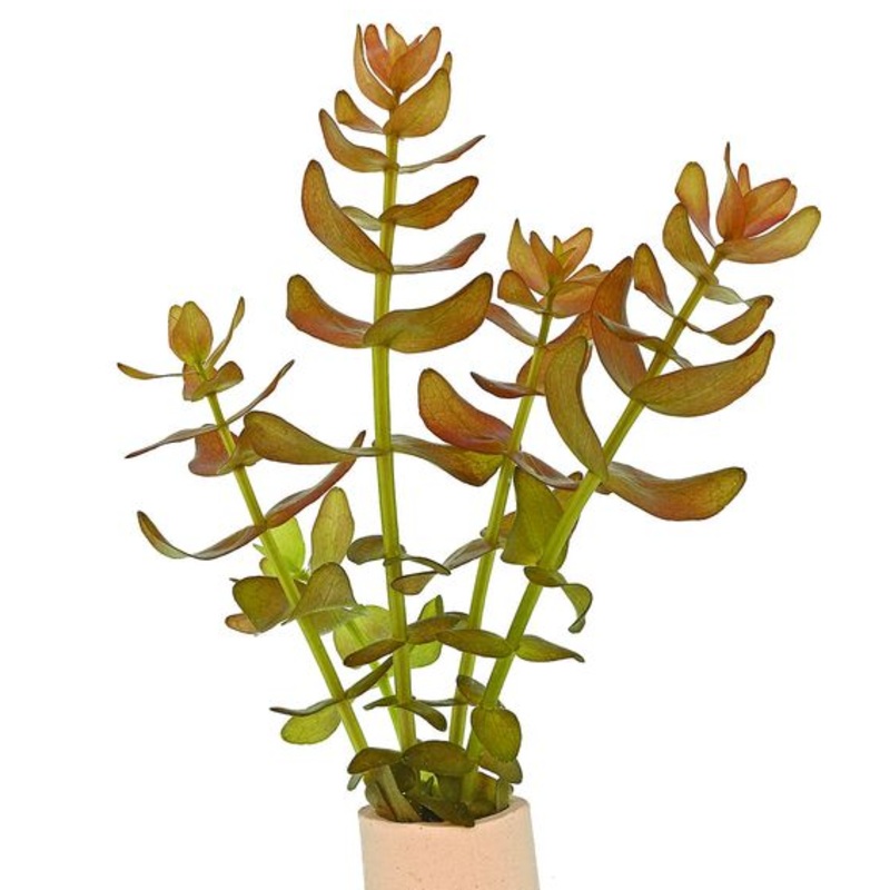 Bacopa salzmannii (Colorata / 1 POT)