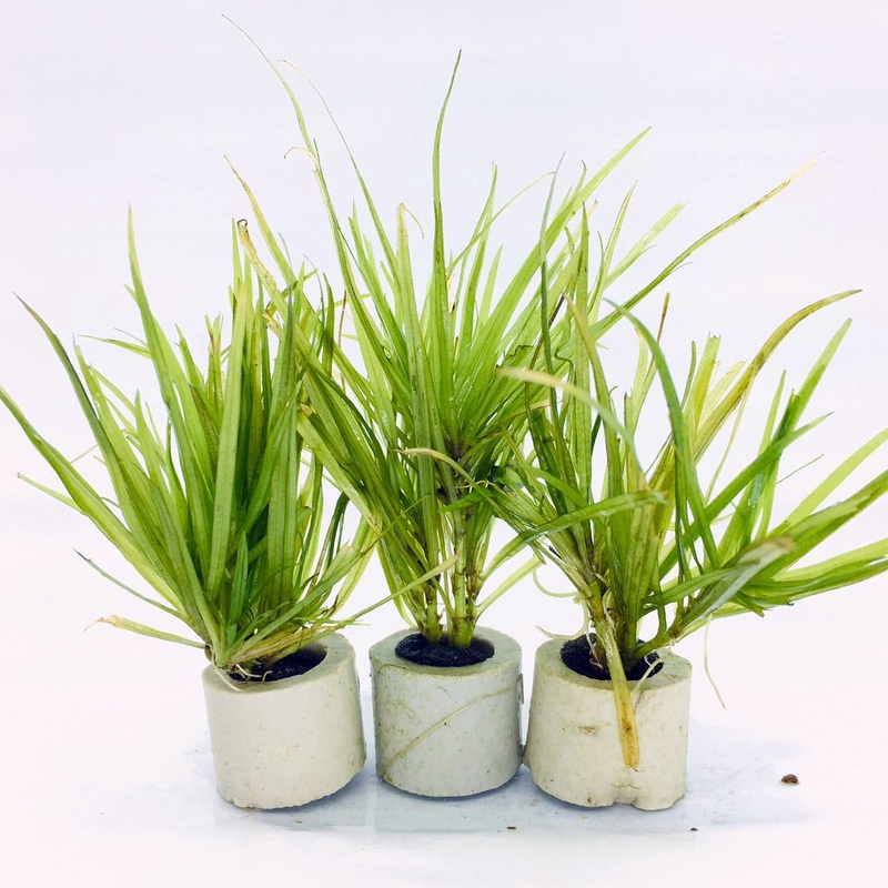 Blyxa japonica (1 POT)